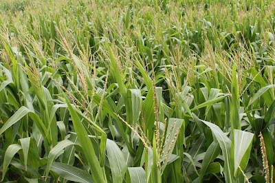 Gearing up for Fungicide Season
