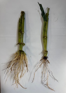 Rootworm
