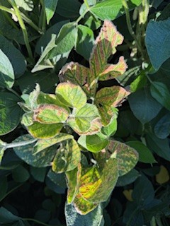 Corn & Soybean Disease Watch Out