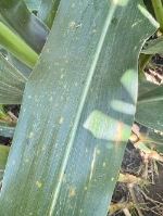 Disease Moving into Upper Canopy
