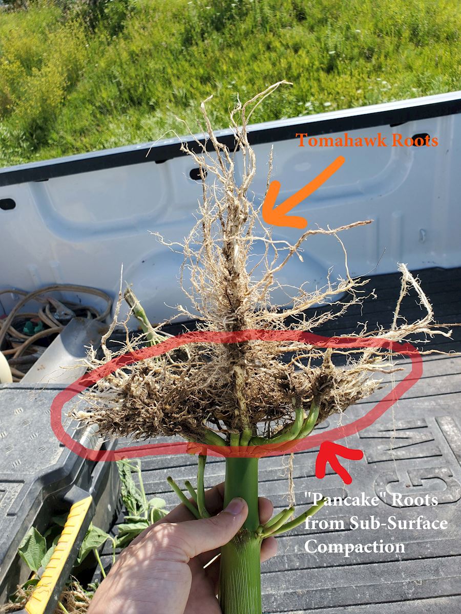 Root Issues