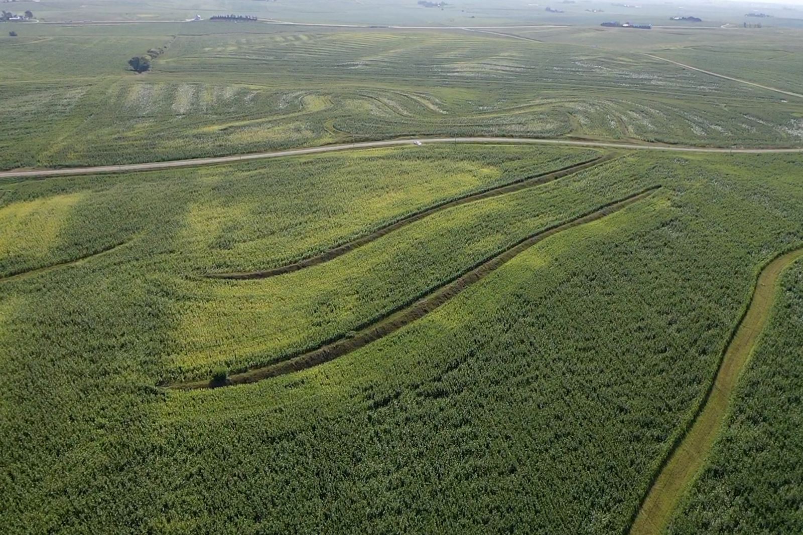 Aerial-Sulfur Deficiency