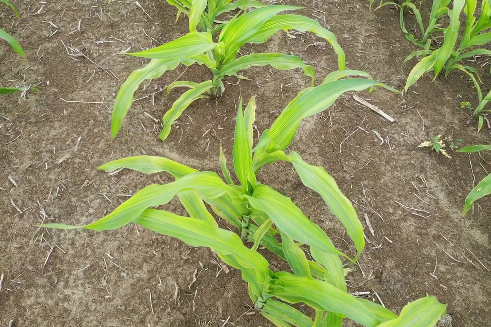 Corn-Sulfur Deficient