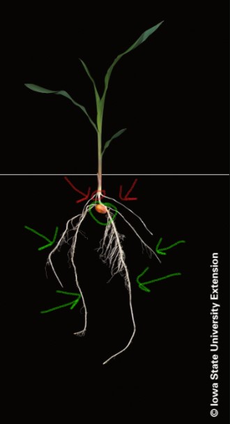 Root Systems