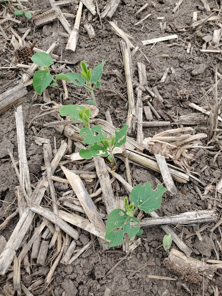 Bean Leaf Beetle Feeding