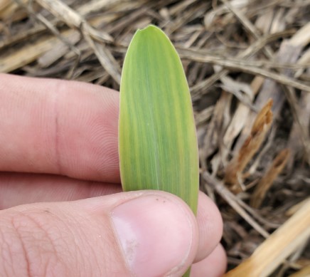 Corn Leaf