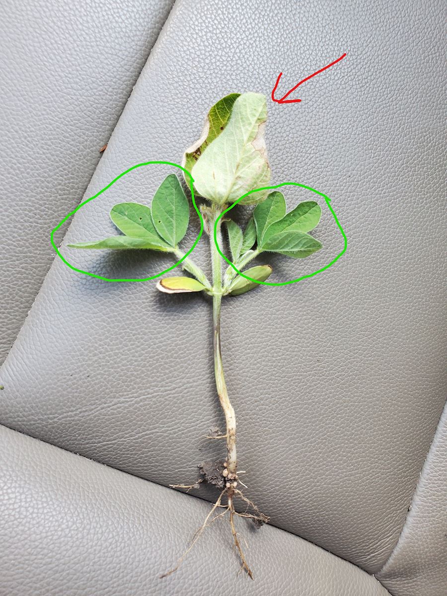 Soybean New Growth