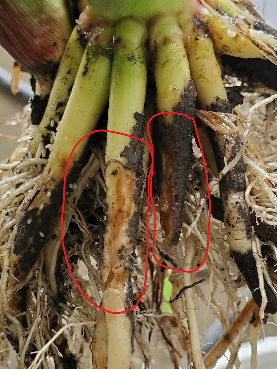 Corn Rootworm Root Feeding