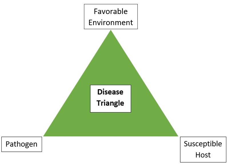 Disease Triangle