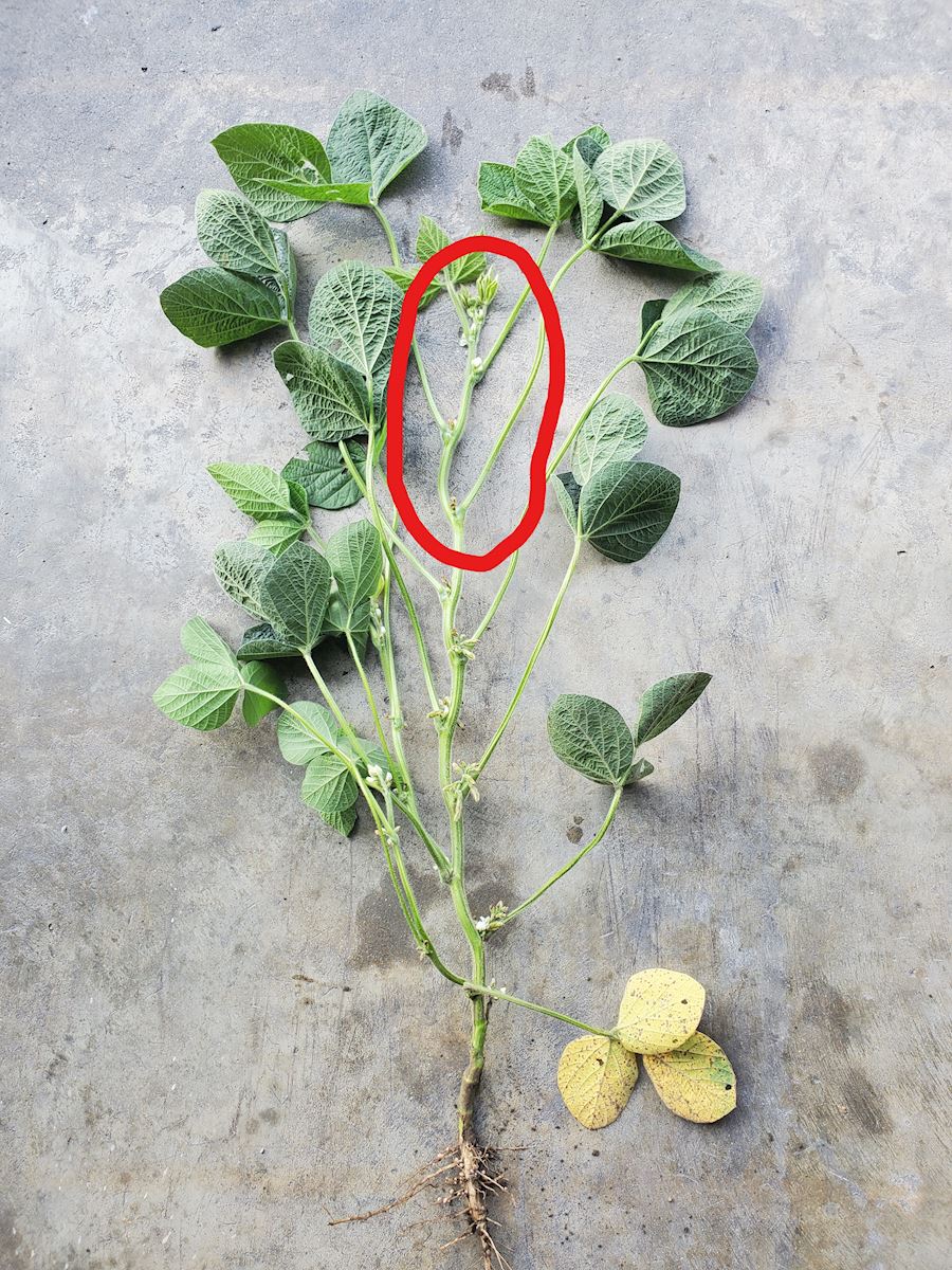 Upper 4 Nodes of a Soybean Plant