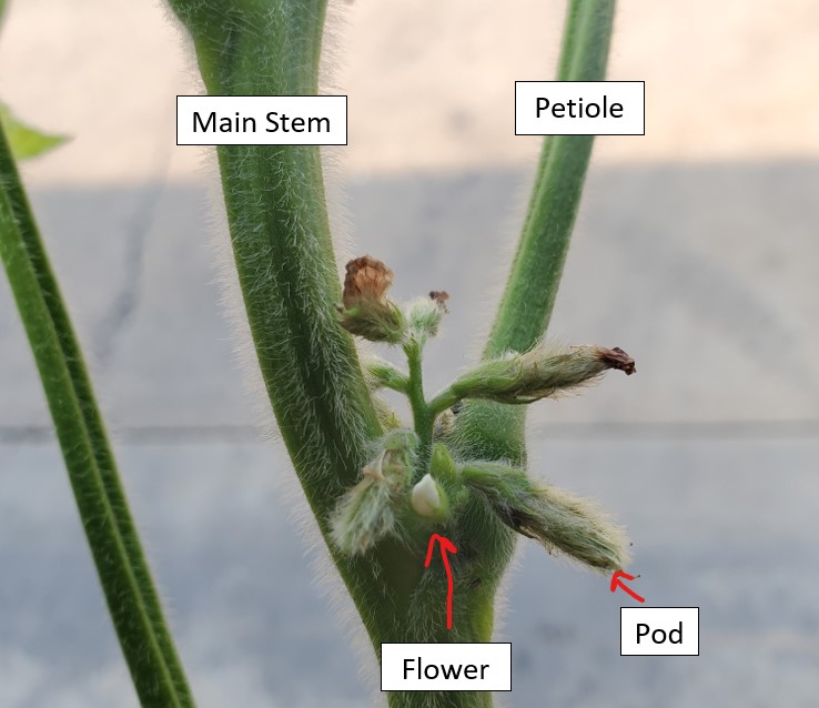 Soybean Node Close Up