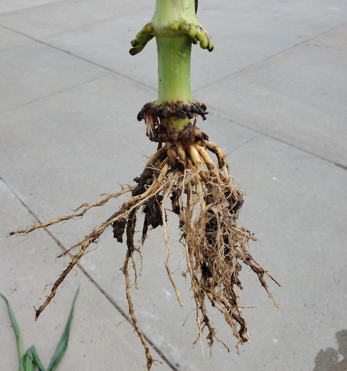 CRW Root Pruning