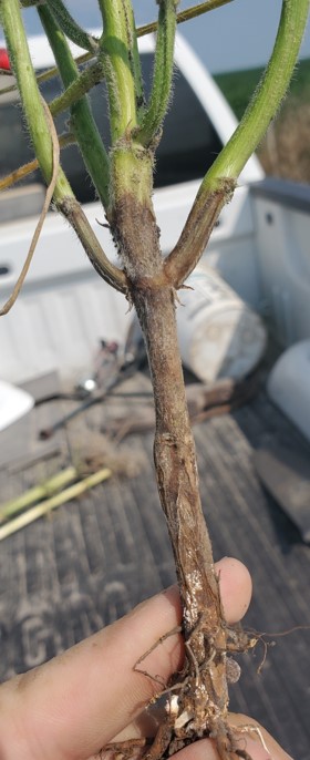 Phytopthora Root Rot