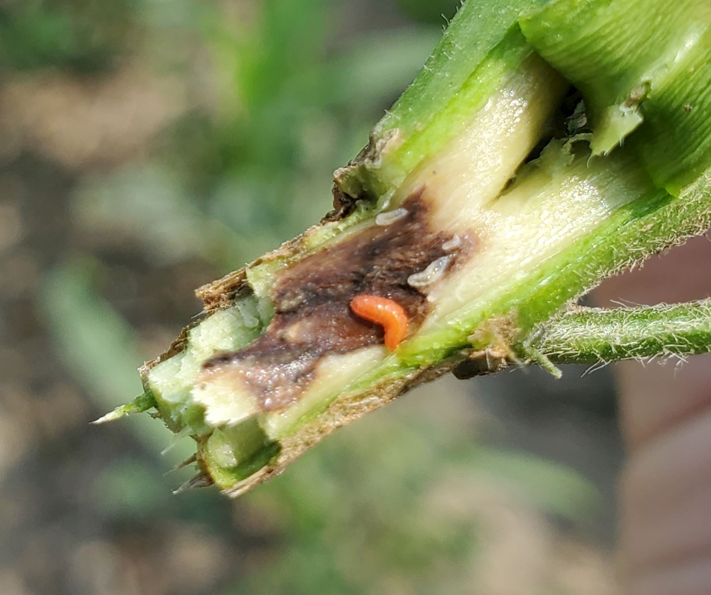 Soybean Gall Midge