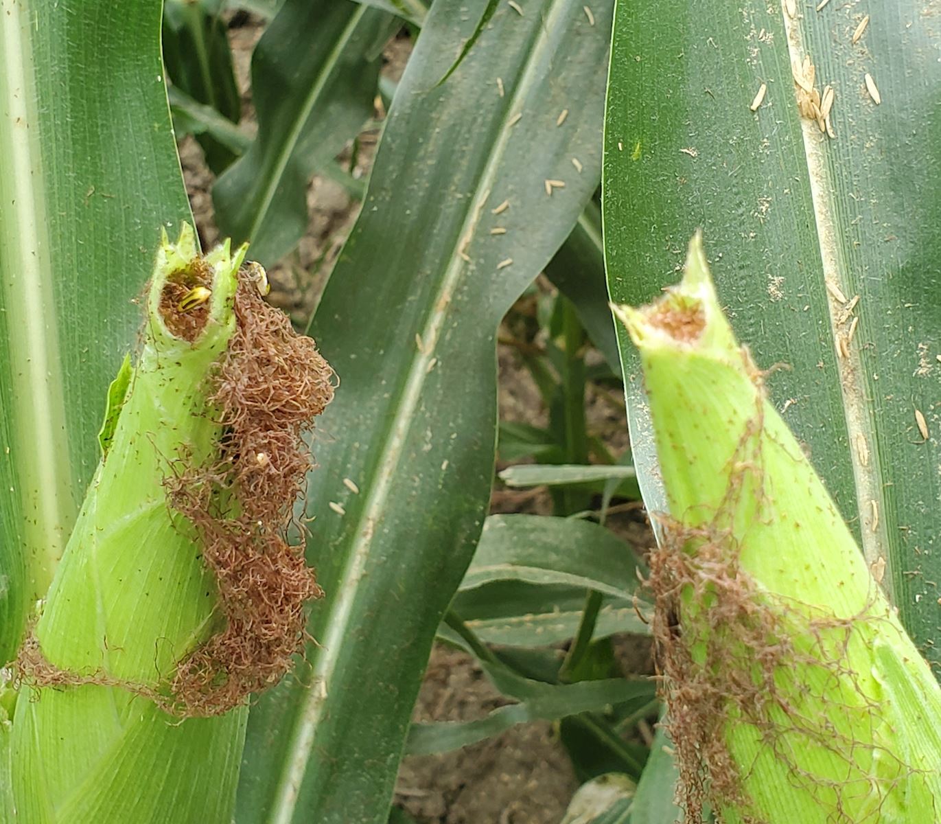 Silk Clipping