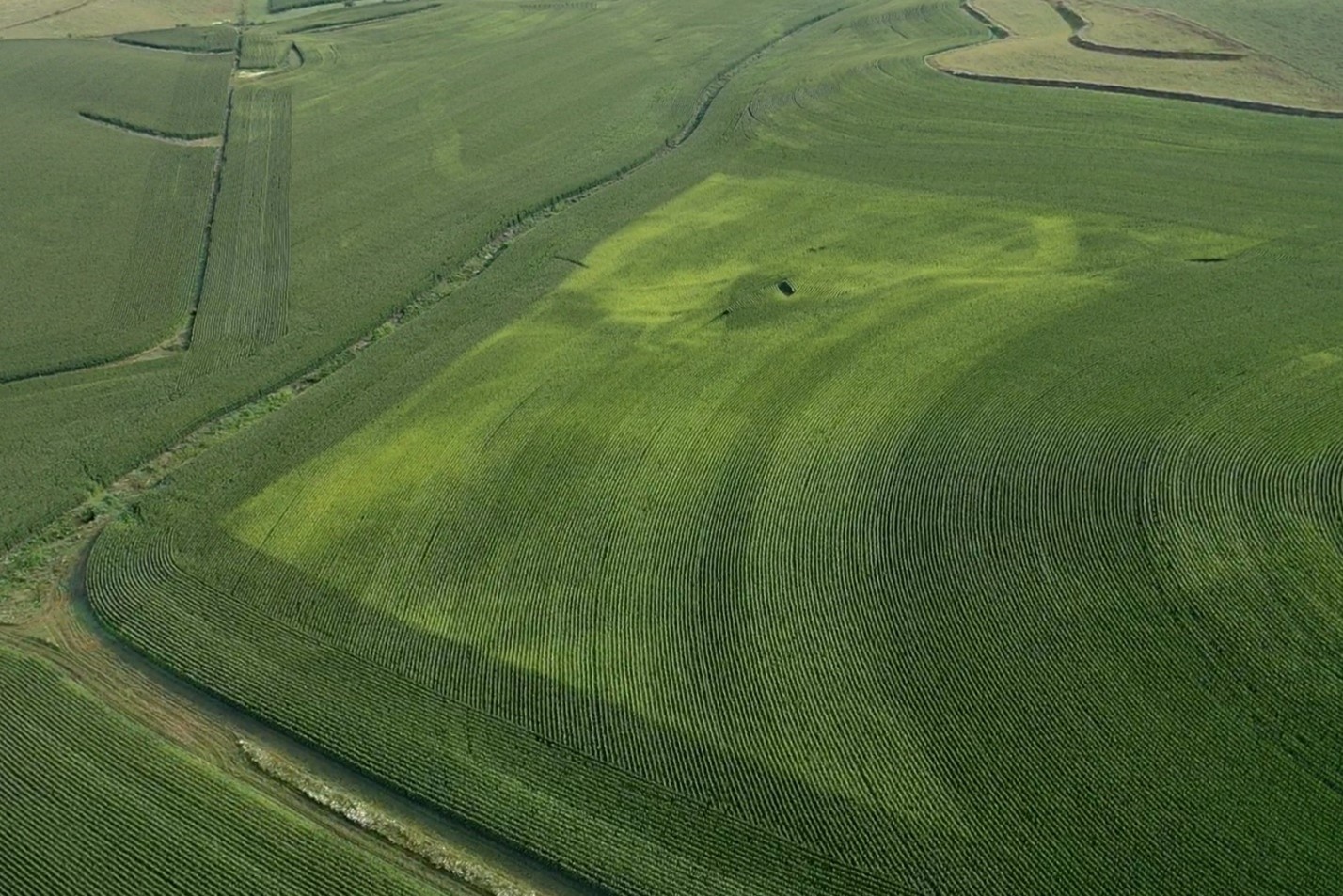 Sulfur Deficient Corn