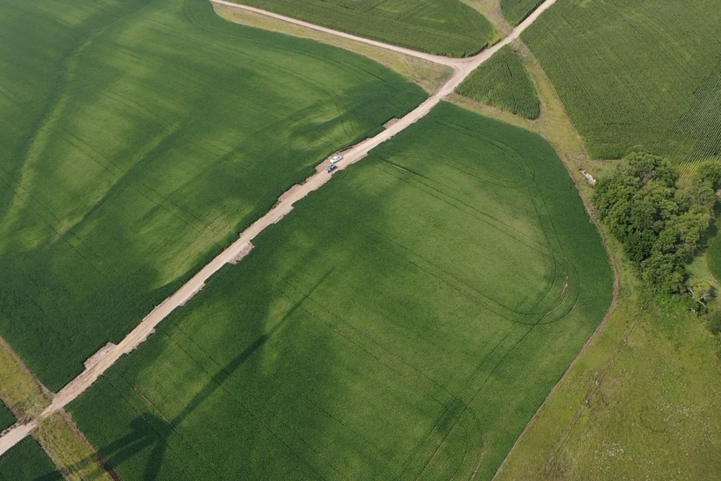 Sulfur Deficient Soybeans