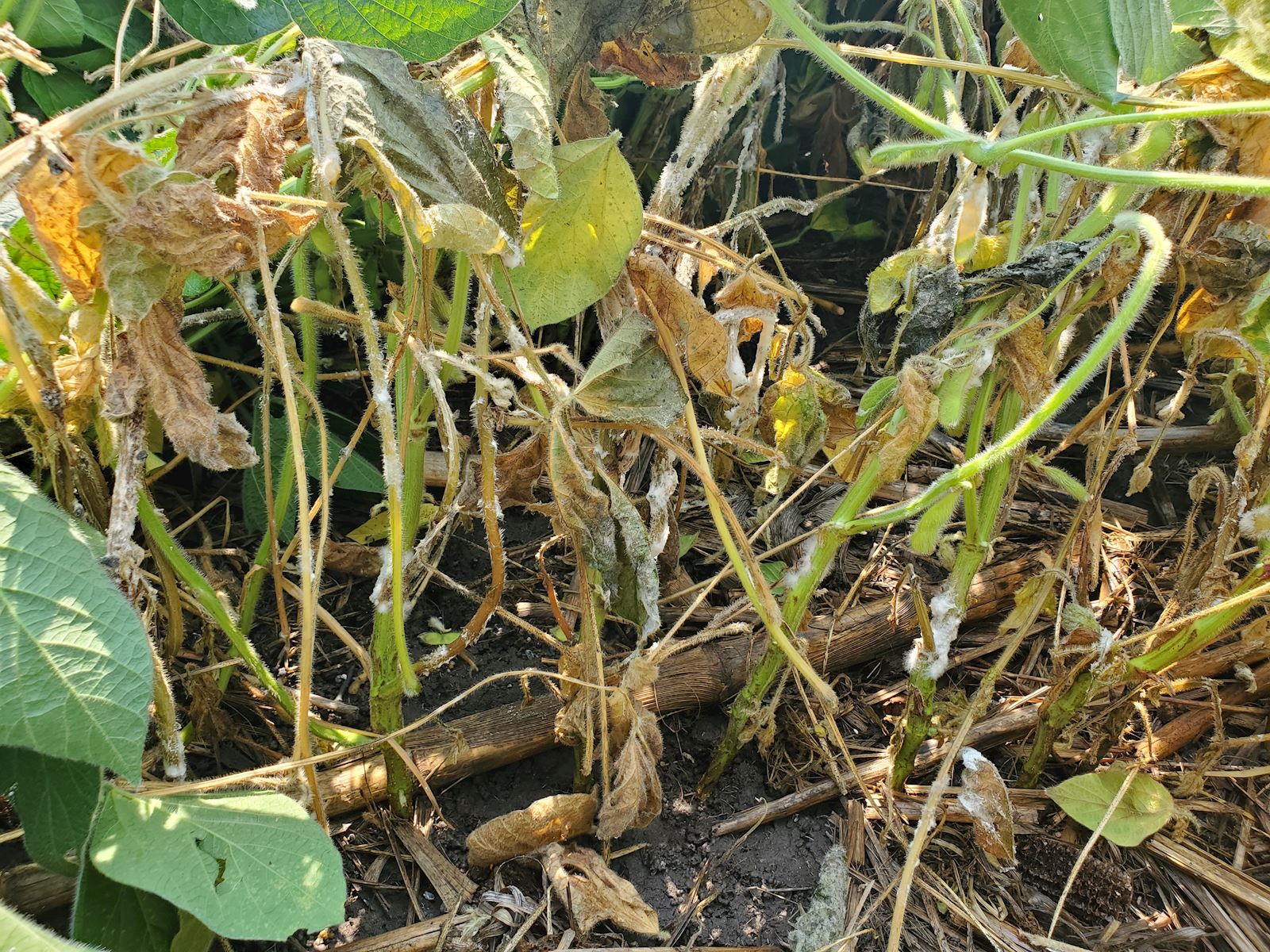 Sclerotinia White Mold