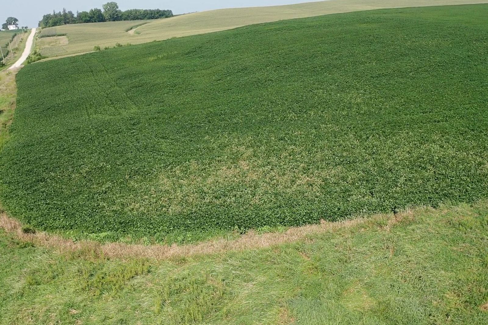 Pocket of White Mold