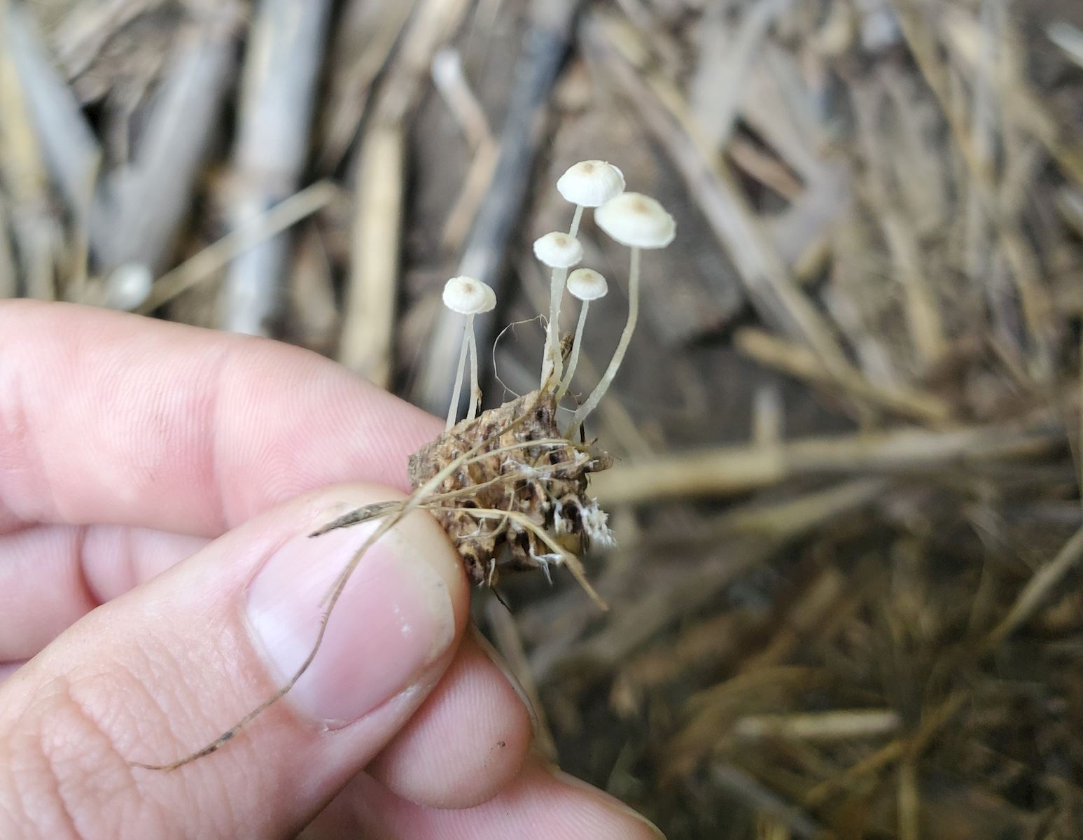 Sclerotinia Mushrooms