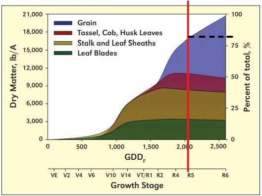 Dry Matter Accumulation