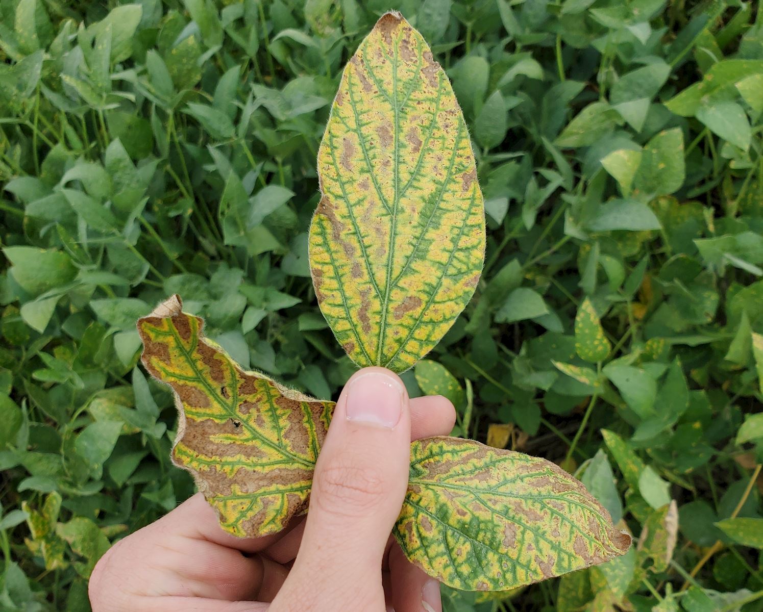 SDS Leaf Morphology