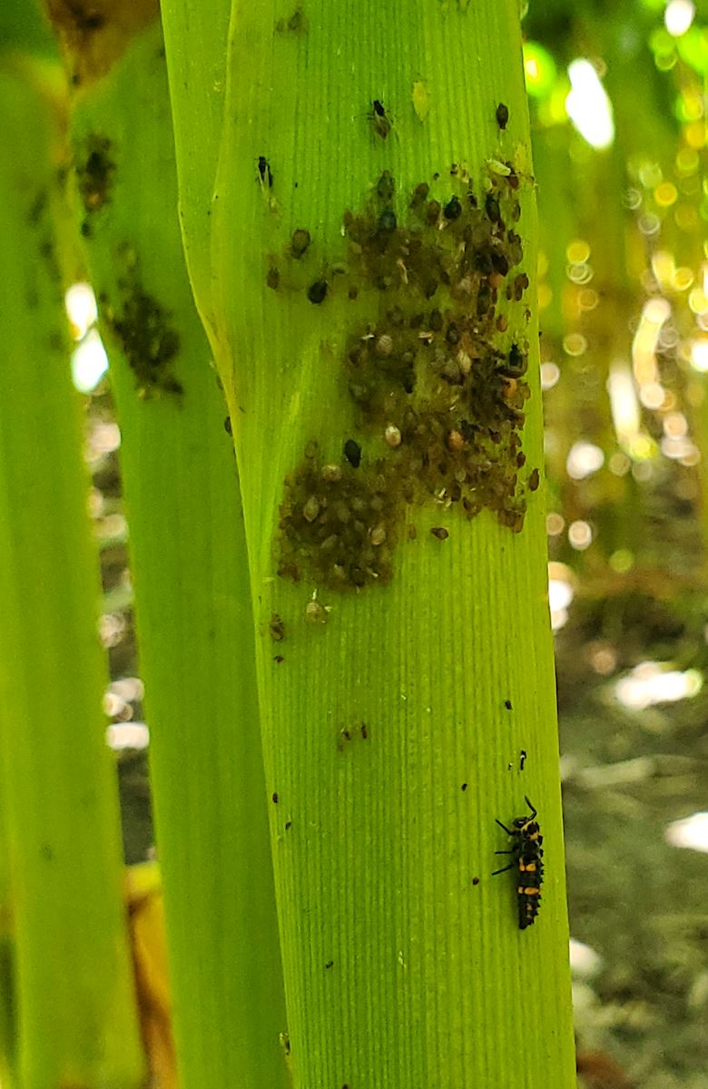 Corn Leaf Aphids with a Lady Beetle