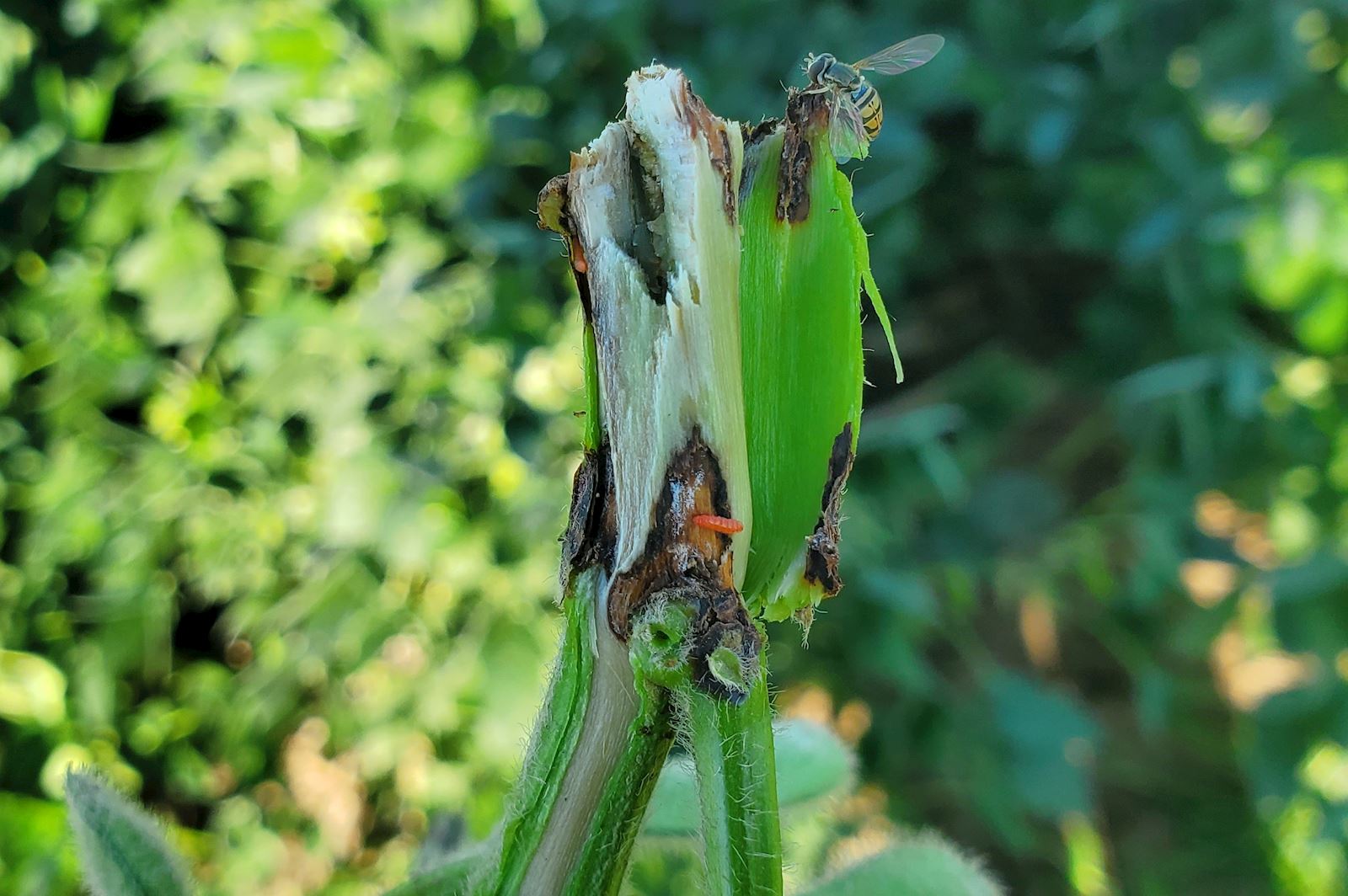 Soybean Gall Midge