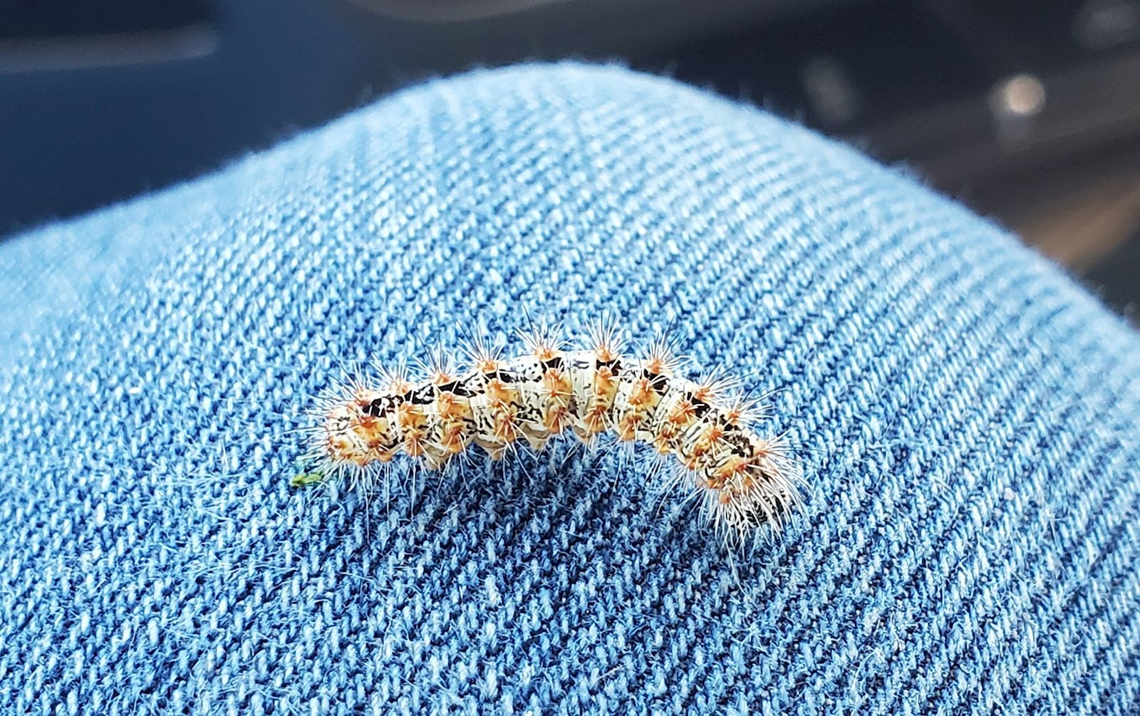 Thistle Caterpillar