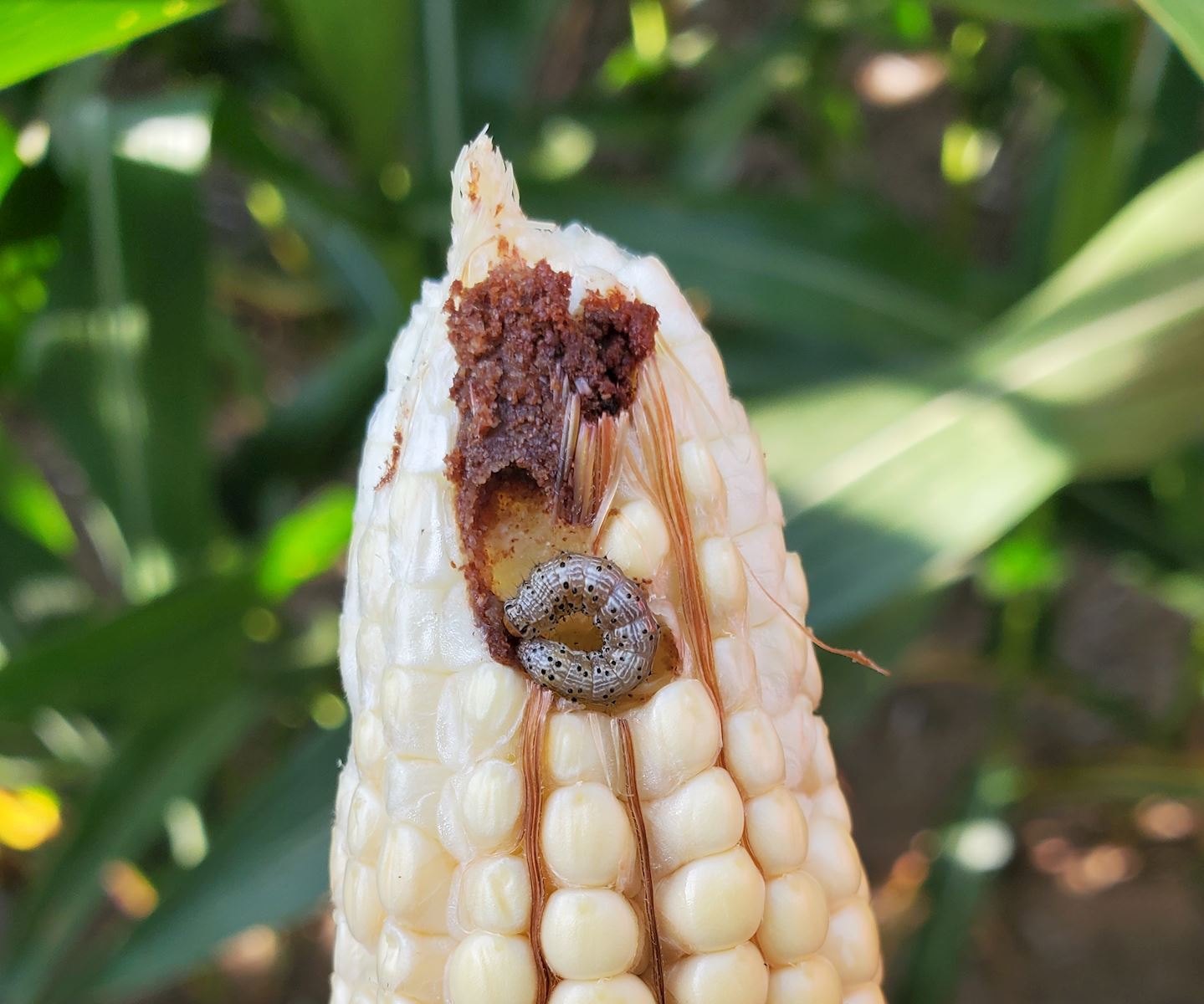 Corn Earworm