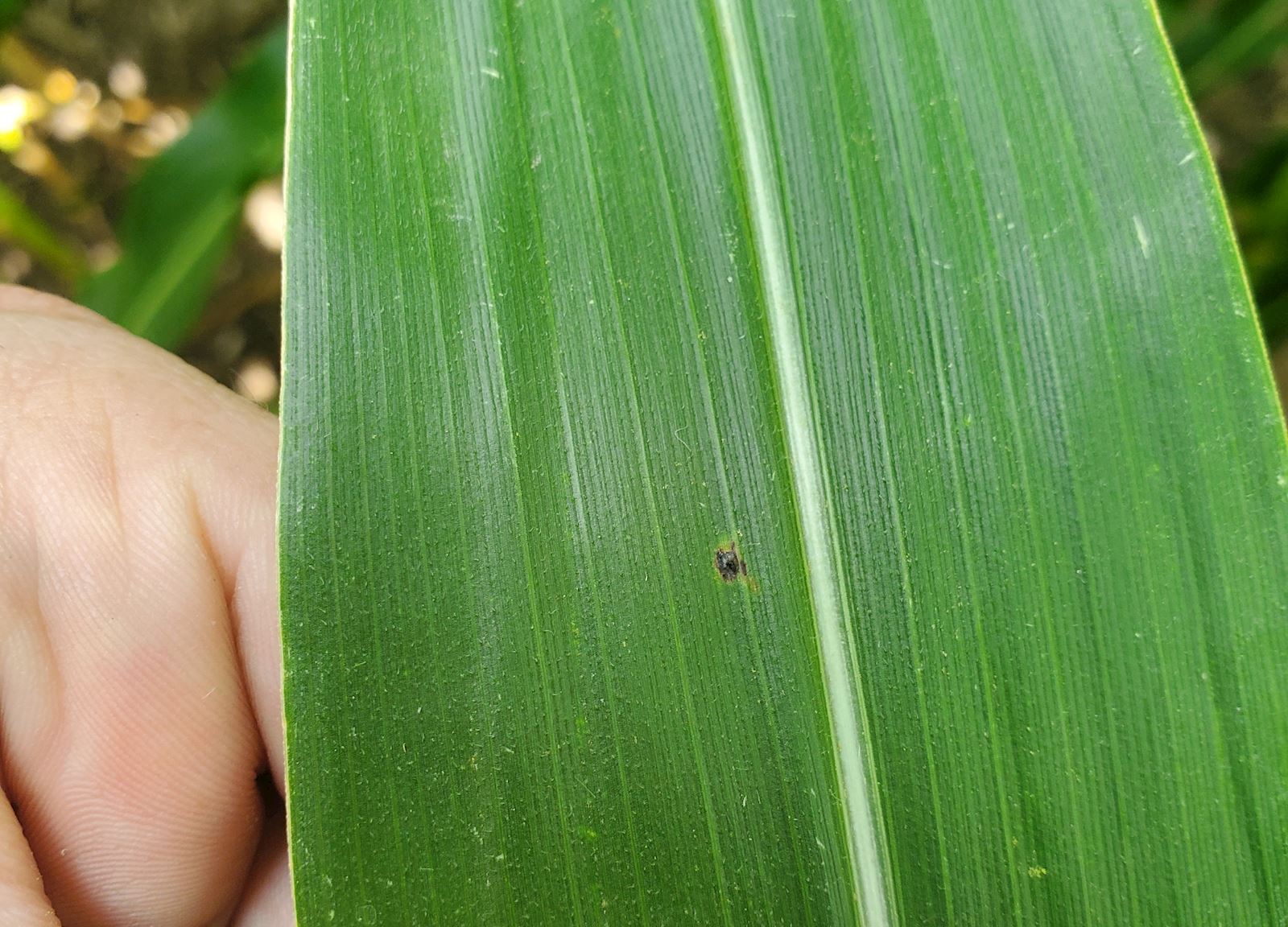 Tar Spot on Corn Leaf