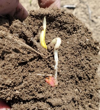 Chilling Injury Soil Profile